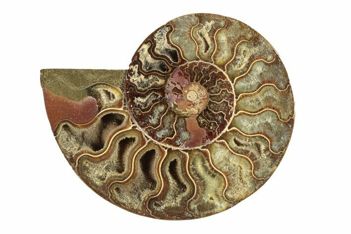 Cut & Polished Ammonite Fossil (Half) - Madagascar #267868